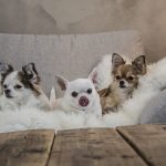 Foto de Chihuahua no sofá