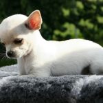 Tudo sobre a raça de cachorro Chihuahua
