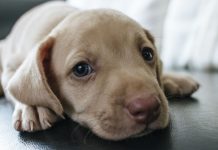 Vacinas para cachorros: conheça os tipos de vacinas (V8, V10, V10, Antirrábica, Giárdia, Gripe Canina e Leishmaniose) e o calendário de vacinação