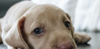 Vacinas para cachorros: conheça os tipos de vacinas (V8, V10, V10, Antirrábica, Giárdia, Gripe Canina e Leishmaniose) e o calendário de vacinação