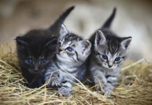 Vacinas para gatos: conheça os tipos de vacinas (V3, V4, V5, Antirrábica) e o calendário de vacinação