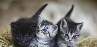 Vacinas para gatos: conheça os tipos de vacinas (V3, V4, V5, Antirrábica) e o calendário de vacinação