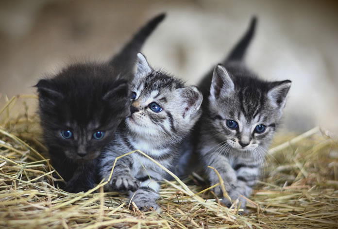 Dois menores filhotes de gato do mundo sorrindo mini