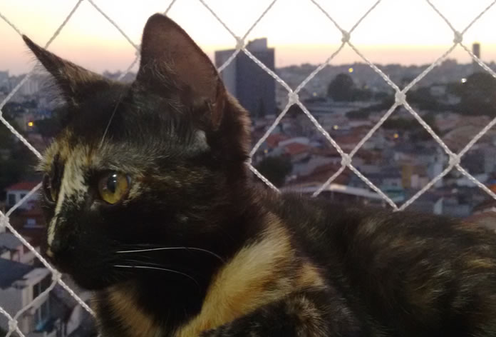 Como cuidar de gatos em apartamento