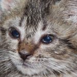 Tudo sobre a PIF (Peritonite Infecciosa Felina) em gatos
