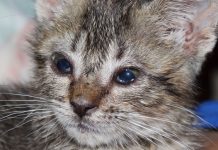 Tudo sobre a PIF (Peritonite Infecciosa Felina) em gatos