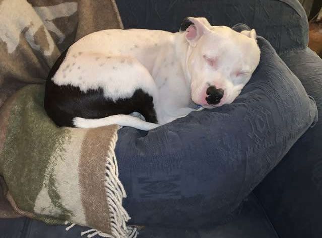 Cachorro dormindo no sofá após ser adotado.