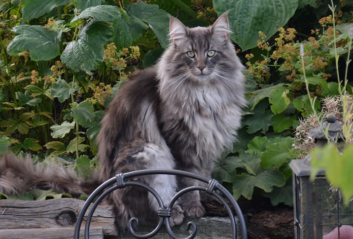 Gato peludo Norueguês da Floresta