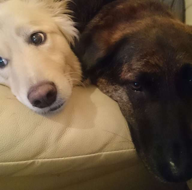 Cachorro e seu irmão inseparável no sofá